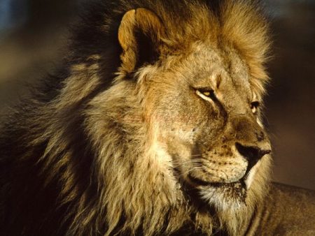 Sư tử là động vật được mệnh danh là chúa tể sơn lâm. Vậy mơ thấy sư tử có ý nghĩa tốt hay xấu?